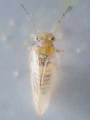 Ceanothia ceanothi