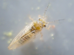 Ceanothia ceanothi