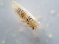 Ceanothia ceanothi