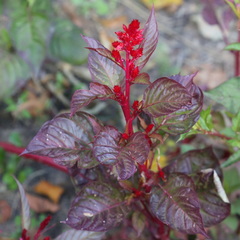 Celosia argentea plumosa