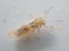 Ceanothia ceanothi