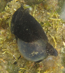 Papawera zelandiae