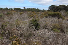 Carissa bispinosa