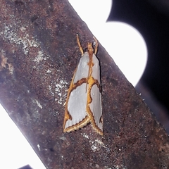 Argyria croceivittella