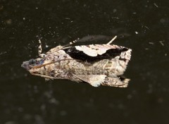 Statherotis pendulata