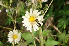 Betasyrphus serarius