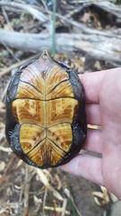 Kinosternon sonoriense