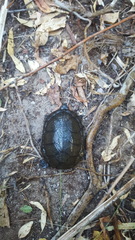 Kinosternon sonoriense