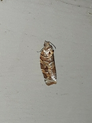 Argyrotaenia tabulana