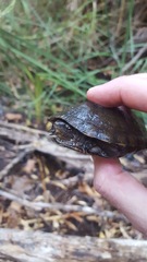 Kinosternon sonoriense