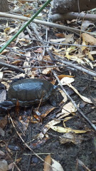 Kinosternon sonoriense