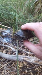 Kinosternon sonoriense