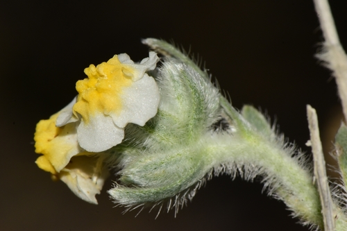 Terlingua Creek cryptantha (Cryptantha crassipes)