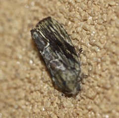 Etanna breviuscula
