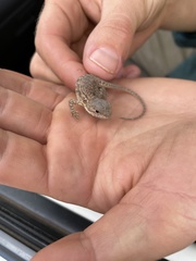 Ctenophorus modestus