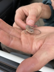 Ctenophorus modestus