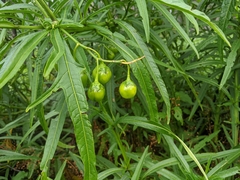 Solanum vescum