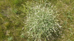 Astragalus melilotoides