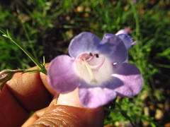 Penstemon amphorellae