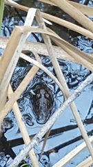 Lithobates yavapaiensis