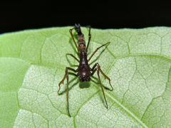 Edricus productus