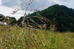Phragmites japonicus