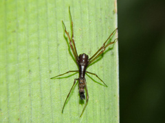 Edricus productus