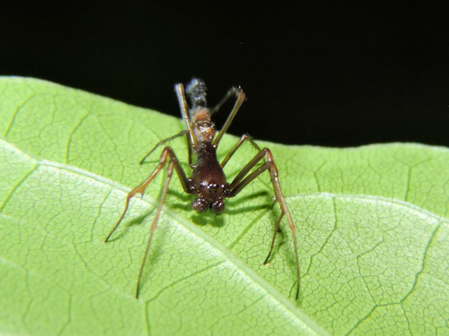 Edricus productus