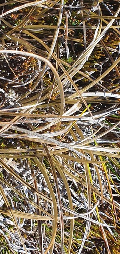 Astelia graminea (Astelia graminea)