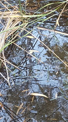 Lithobates yavapaiensis