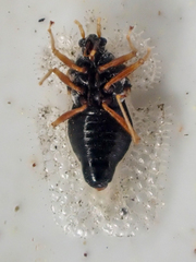 Corythucha eriodictyonae