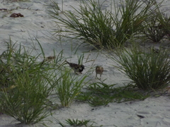 Passer domesticus