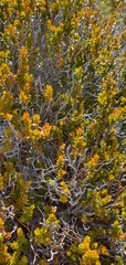 Epacris alpina