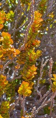Epacris alpina