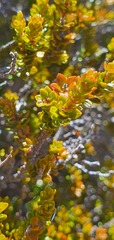 Epacris alpina