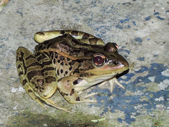 Lithobates forreri