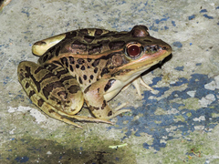 Lithobates forreri