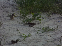 Passer domesticus