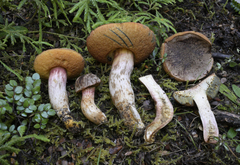 Boletus leptospermi