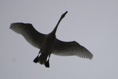 Cygnus columbianus columbianus