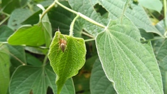 Eustala fuscovittata