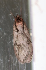 Semioscopis mcdunnoughi