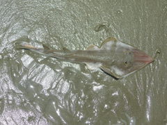 Pseudobatos leucorhynchus