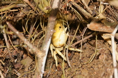 Geothelphusa albogilva