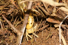 Geothelphusa albogilva