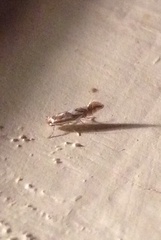 Phyllonorycter propinquinella