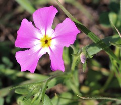 Phlox roemeriana