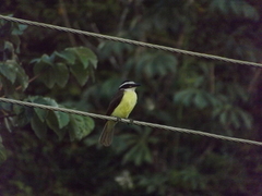 Pitangus sulphuratus