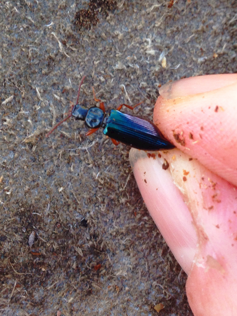 Pytho americanus