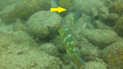 Serranus psittacinus